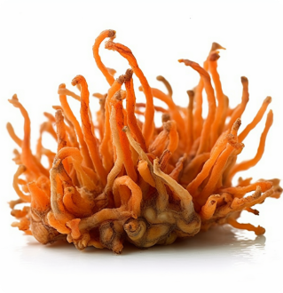 Cordyceps mushroom with key benefits highlighted: energy, immunity, respiratory health